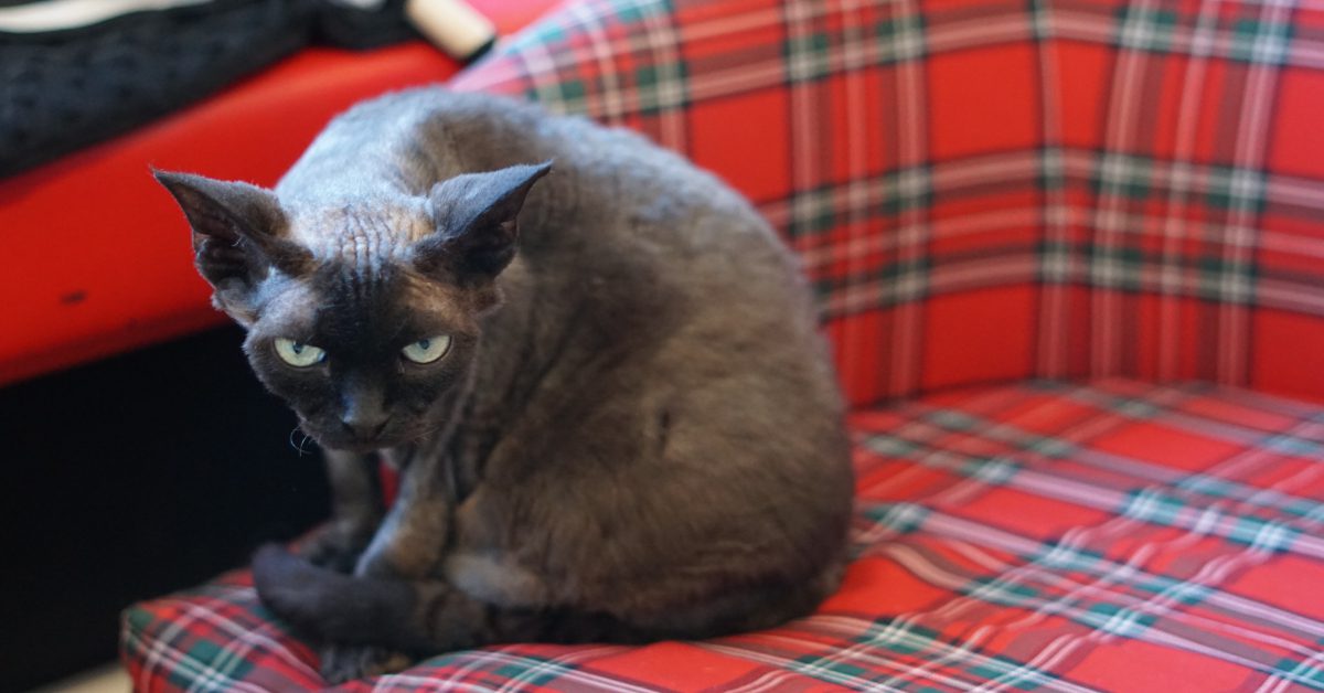 Black cat on a plaid chair at the cat cafe in Quebec City's Old Port neighbourhood