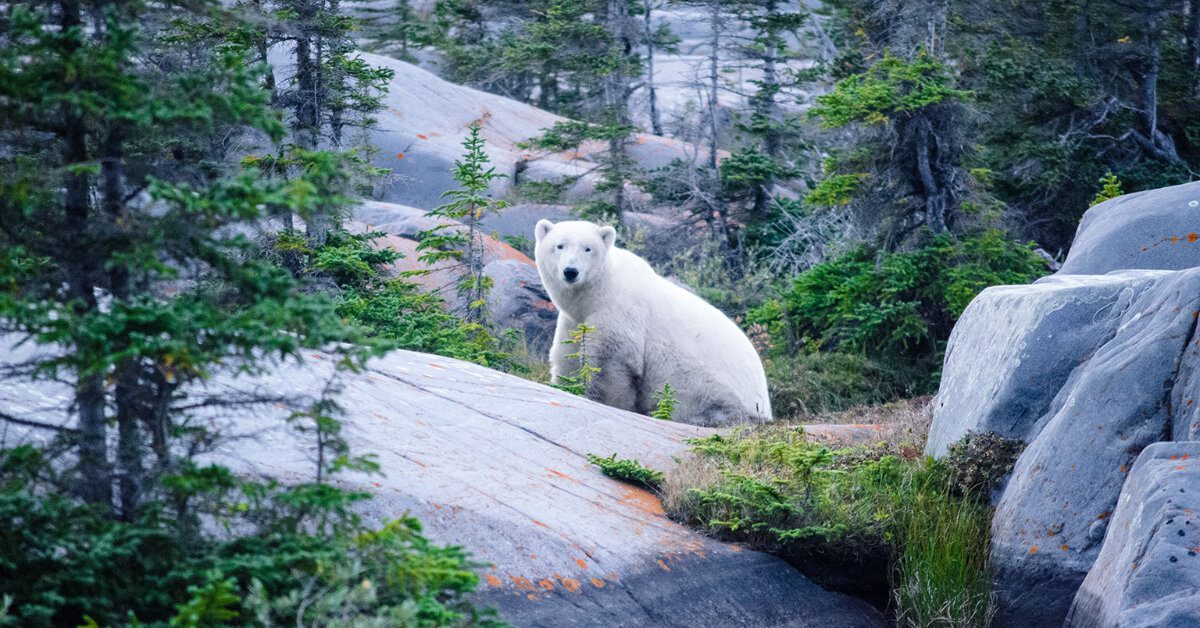 A Guide to Visiting Churchill Manitoba